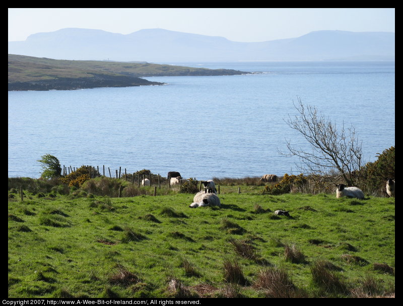In the foreground there are sheep resting on a green hillside with the blue water of Donegal Bay at the bottom of the hill and the mountains of County Sligo look blue gray in the haze across the bay.