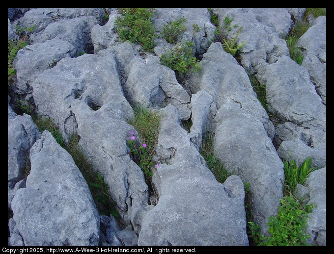 Wild flowers growing among the rocks of the Burren
