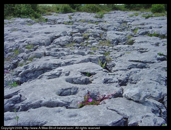 Wild flowers growing among the rocks of the Burren