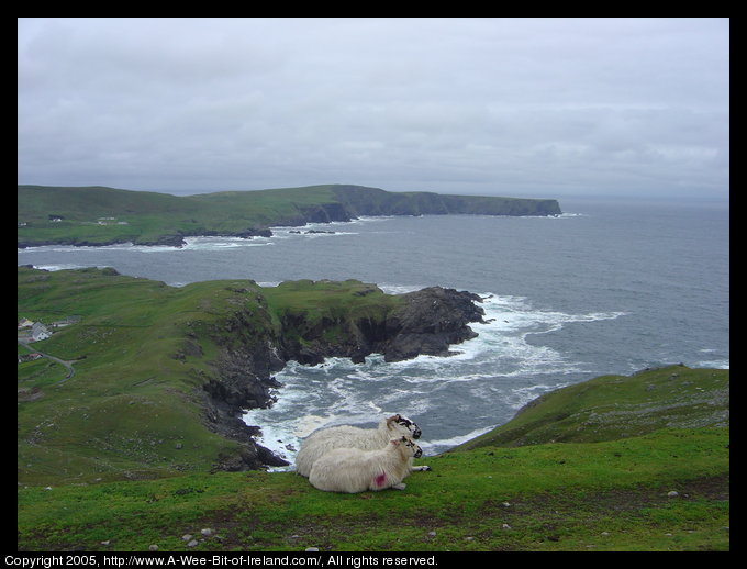 A Ewe and her lamb on Beefan and Garveross Mountain.