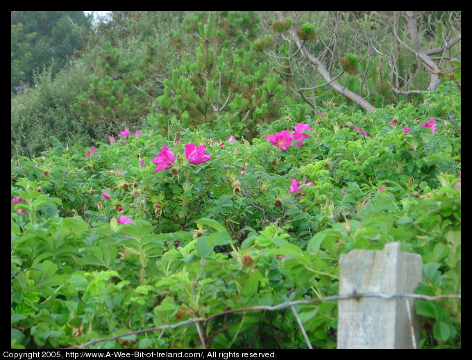 A wild rose bush next to a fence near Kilcar, Donegal