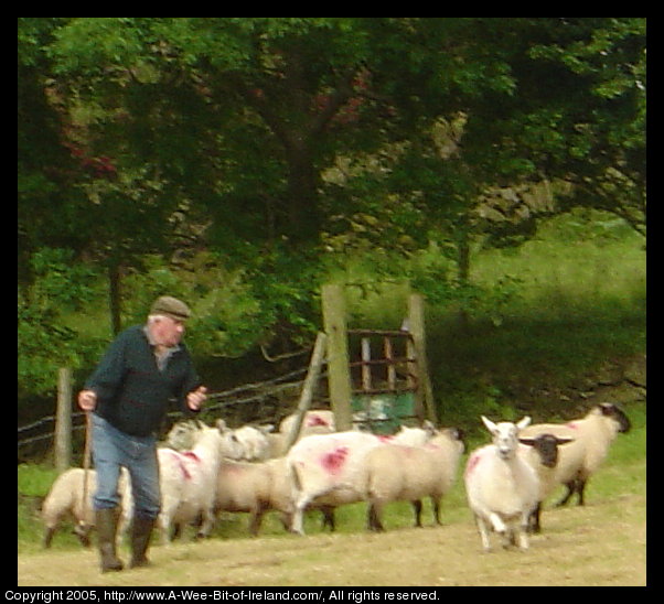 A man wearing a traditional Irish wool hat and Wellies is standing 
 in a pasture with some sheep that have been recently sheared. There is
 a fence with an iron gate and a tree beyond the fence.