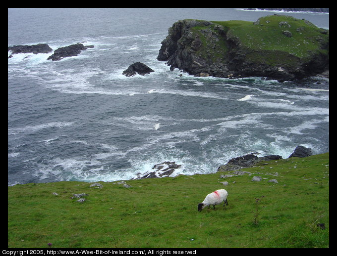 Atlantic Ocean waves crashing against rocky Irish Coast while sheep is
 grazing.