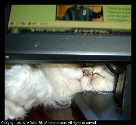 long haired cat sleeping under computer monitor.