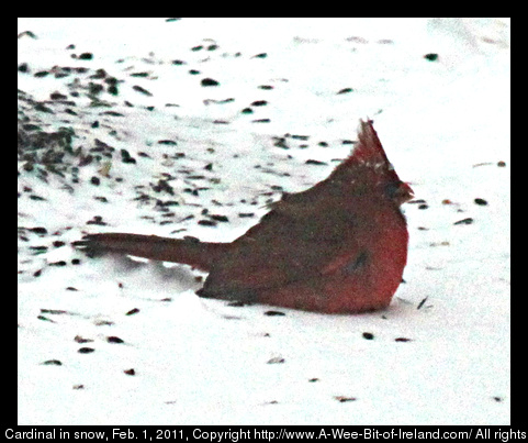 A cardinal, red bird, is sitting in the snow with feathers fluffed for warmth.