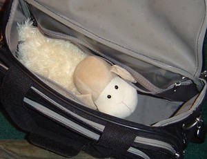 Curious Sheep is a stuffed toy sheep. Curious Sheep is sitting in luggage