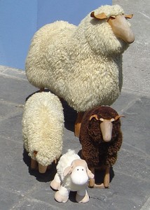 Curious Sheep meets his Irish relatives