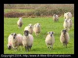 Curious sheep in Ireland looking at the photographer