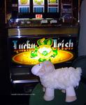 Curious Sheep at a Lucky Irish slot machine