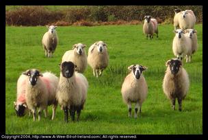 Curious Sheep Logo of www.a-wee-bit-of-ireland.com