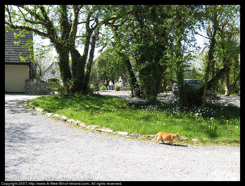 An orange striped tabby cat is stalking along the edge of a gravel road near the Burren Perfumery.