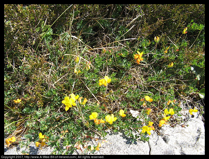 Flowers growing over gray stone at the Burren Perfumery
