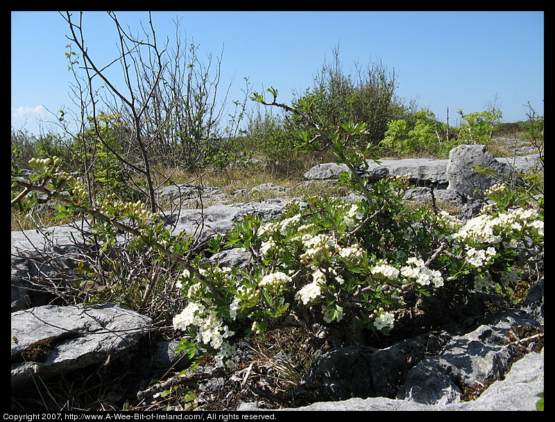 Flowers growing over gray stone near the Burren Perfumery