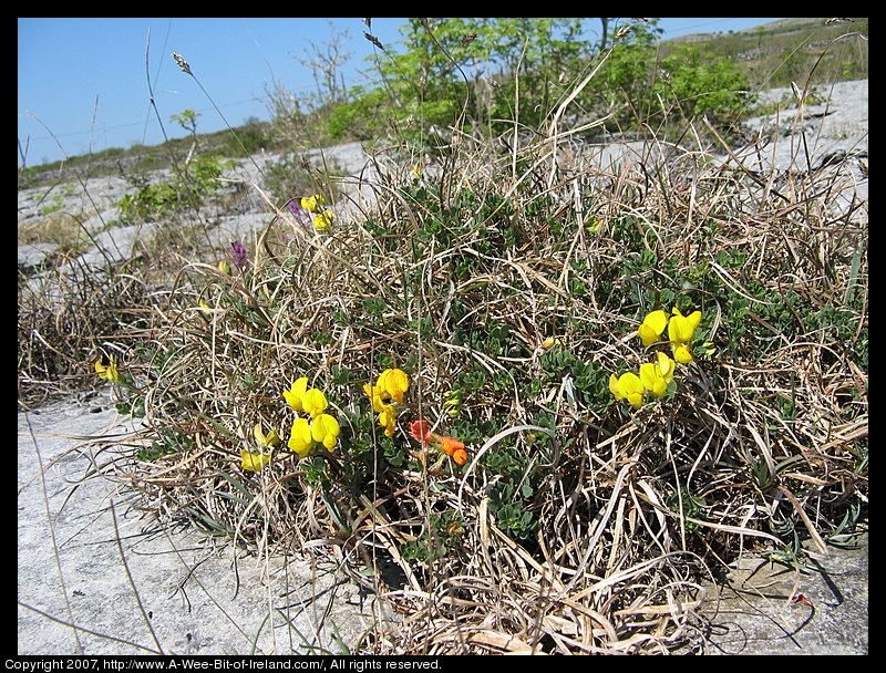 Wild flowers growing through openings in gray stone pavement in the Burren