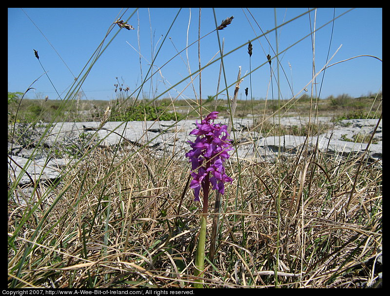 Wild flowers growing through openings in gray stone pavement in the Burren