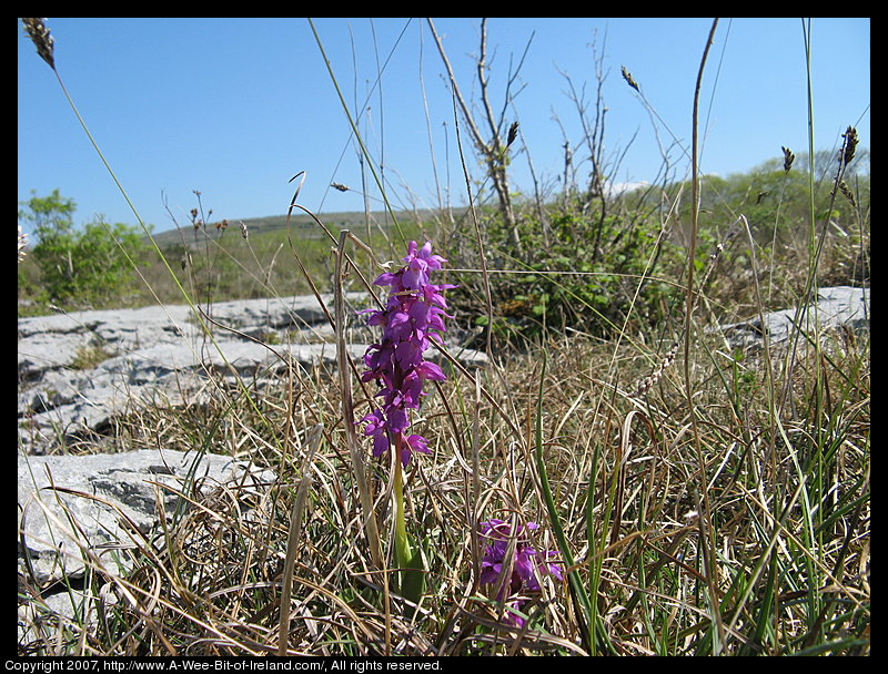 Wild flowers growing through openings in gray stone pavement in the Burren