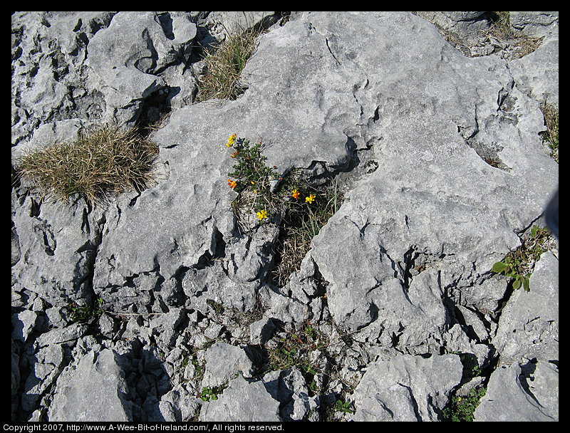 Wild flowers growing through openings in gray stone pavement in the Burren