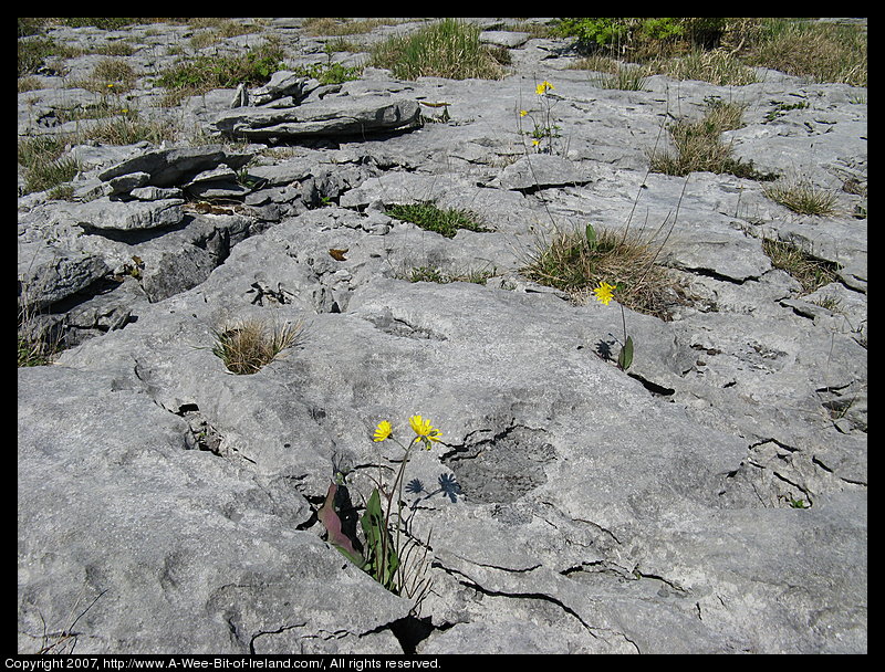Wild flowers growing through openings in gray stone pavement in the Burren