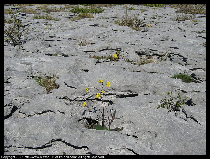 Wild flowers growing through openings in gray stone pavement in the Burren