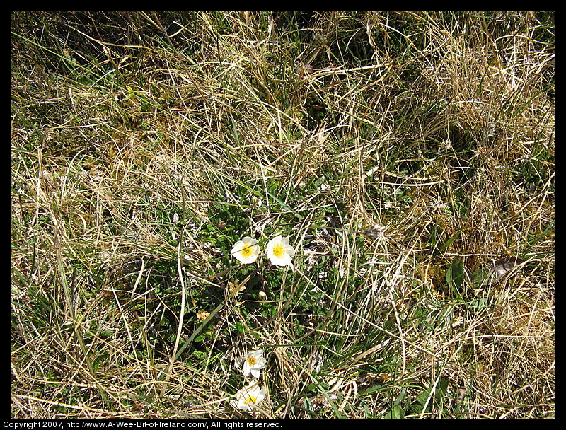 Wild flowers growing through openings in gray stone pavement in the Burren