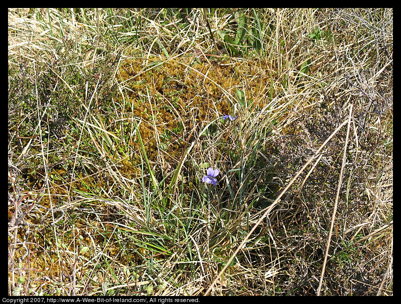 Wild flowers growing through openings in gray stone pavement in the Burren