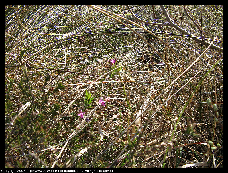 Wild flowers growing through openings in gray stone pavement in the Burren