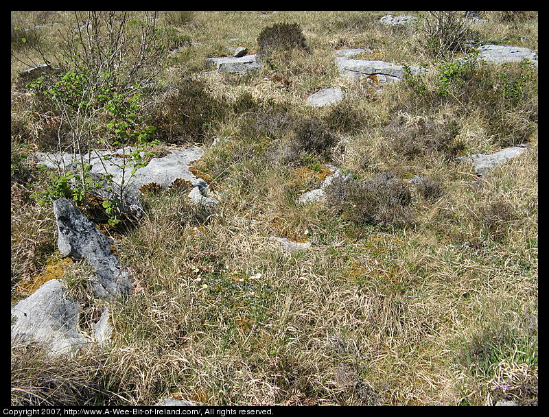 Wild flowers growing through openings in gray stone pavement in the Burren