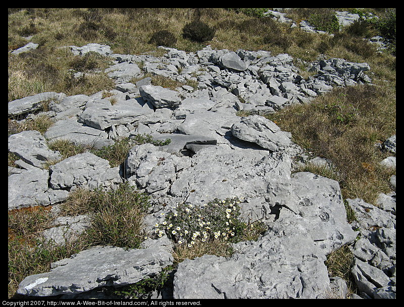 Wild flowers growing through openings in gray stone pavement in the Burren