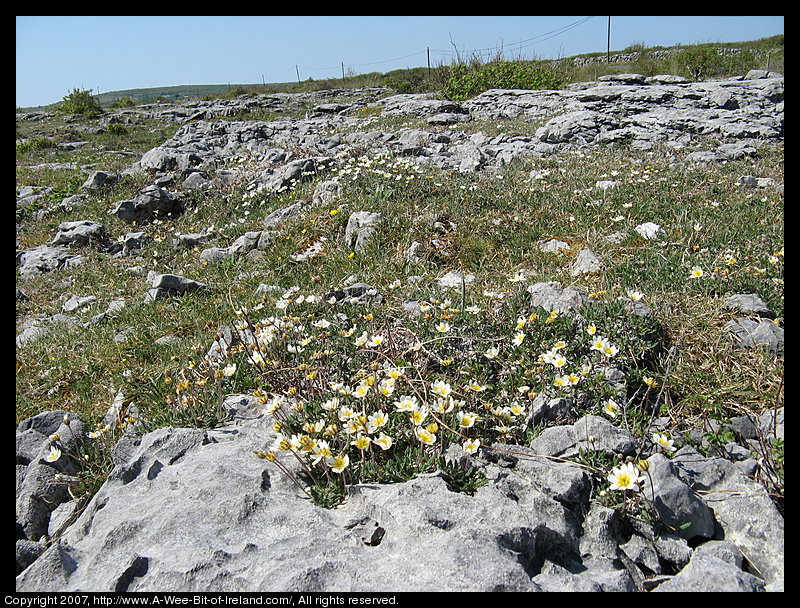 Wild flowers growing through openings in gray stone pavement in the Burren