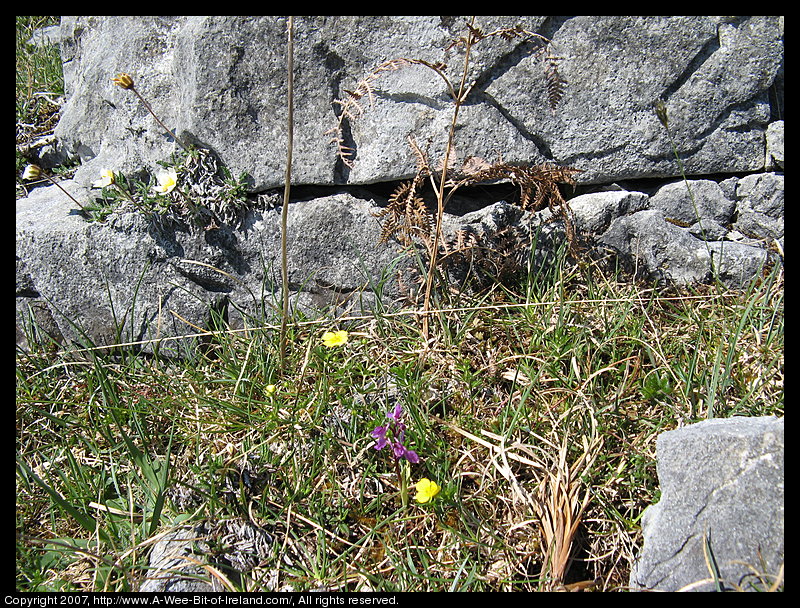 Wild flowers growing through openings in gray stone pavement in the Burren