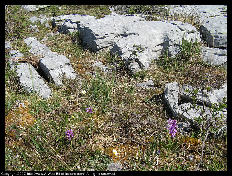 Wild flowers growing through openings in gray stone pavement in the Burren