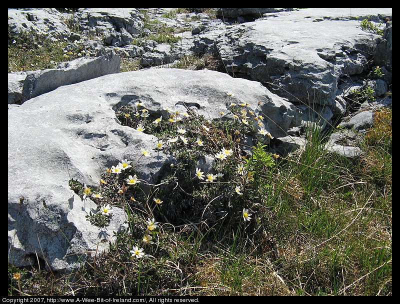 Wild flowers growing through openings in gray stone pavement in the Burren