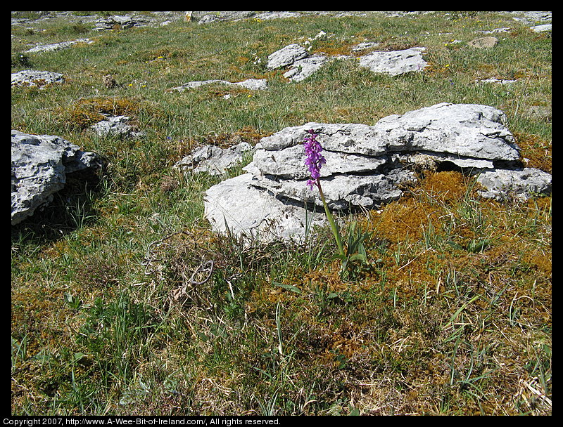 Wild flowers growing through openings in gray stone pavement in the Burren