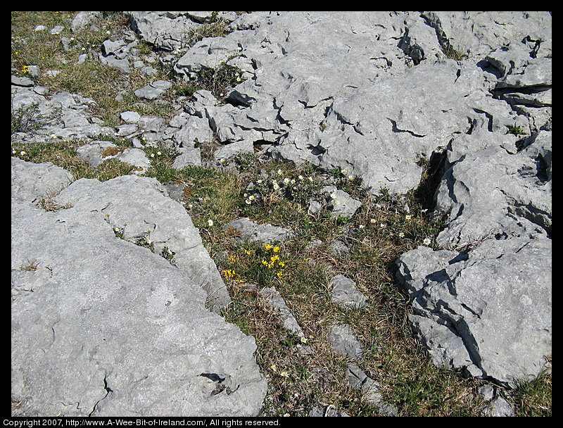 Wild flowers growing through openings in gray stone pavement in the Burren