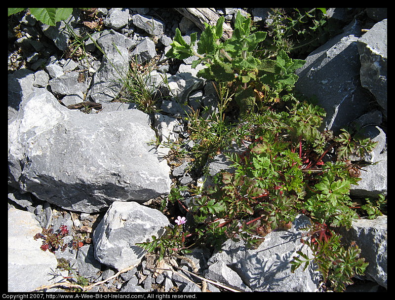 Wild flowers growing through openings in gray stone pavement in the Burren