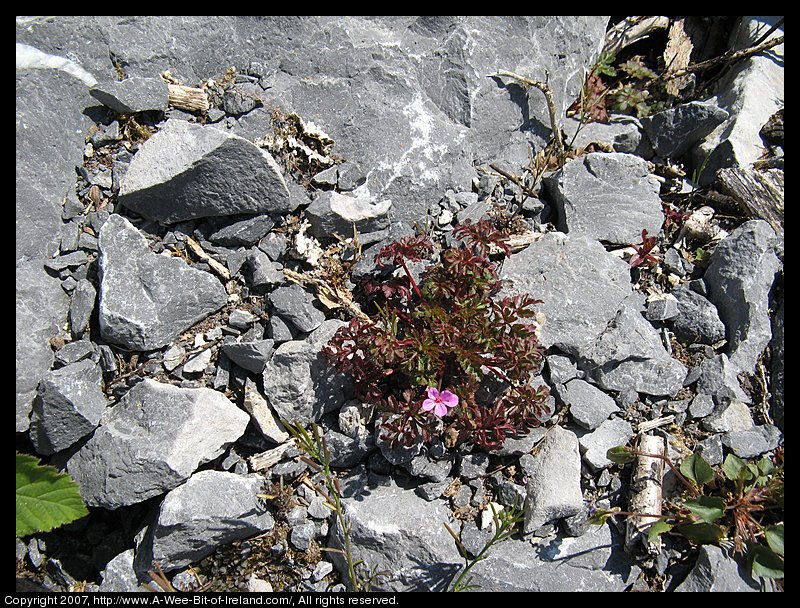 Wild flowers growing through openings in gray stone pavement in the Burren