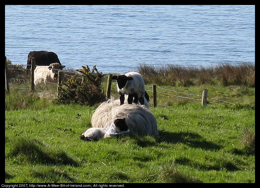 Close up view of lamb standing on the back of a ewe