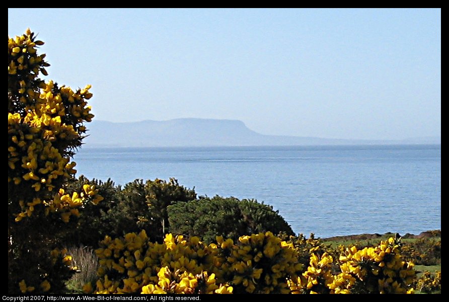 Yellow flowers on gorse in the foreground with Donegal Bay and Benbulben in the background
