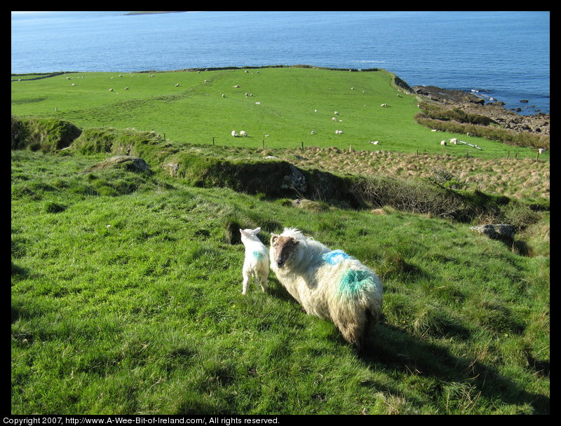 In the foreground there are sheep resting or grazing on a green hillside with the blue water of Donegal Bay at the bottom of the hill.