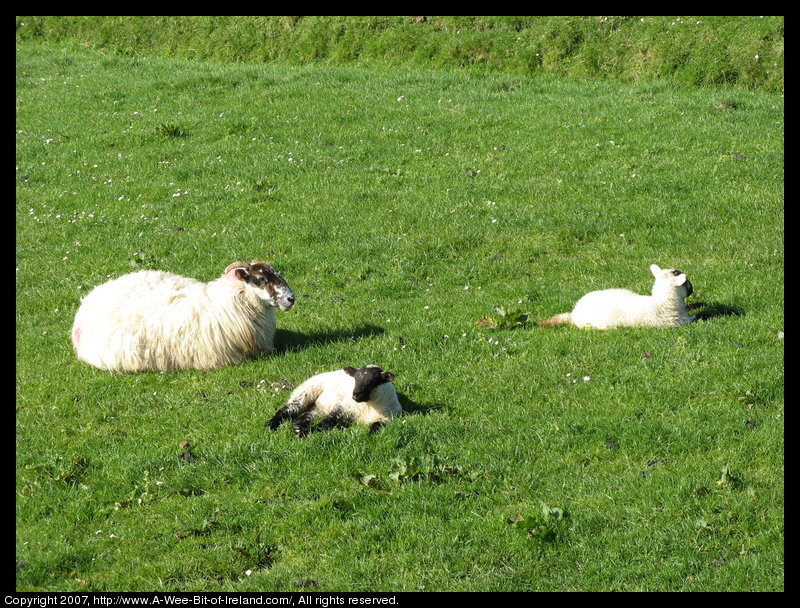 A ewe and two lambs