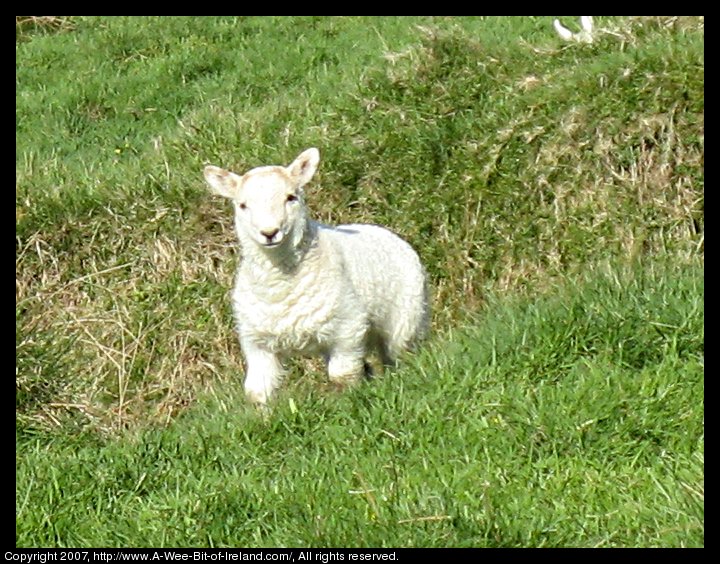 A curious lamb standing in tall green grass