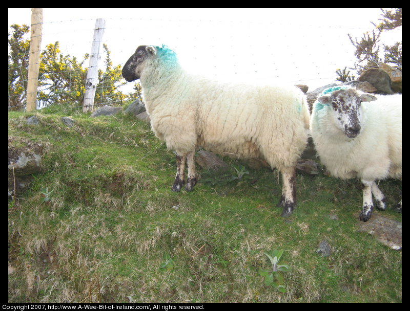 Sheep standing near fence posts in grass on a steep rocky slope.