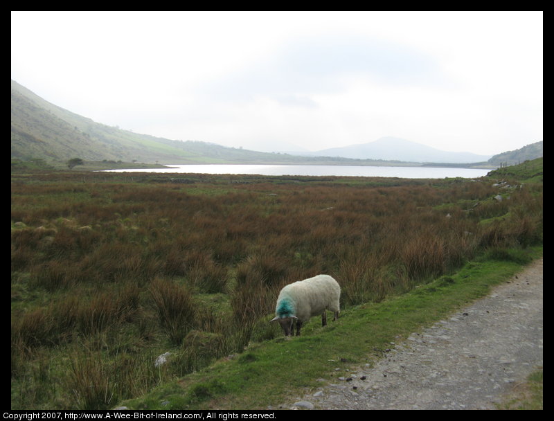 A sheep is grazing at the edge of the road above Lough Anscaul