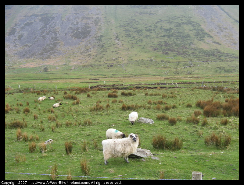 Sheep in a stony valley with a near vertical mountain in the background.