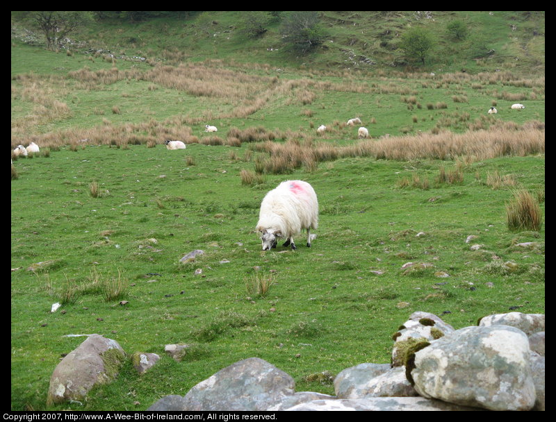Sheep are grazing near Lough Anscaul. The nearest ewe has long coarse wool and curled horns.