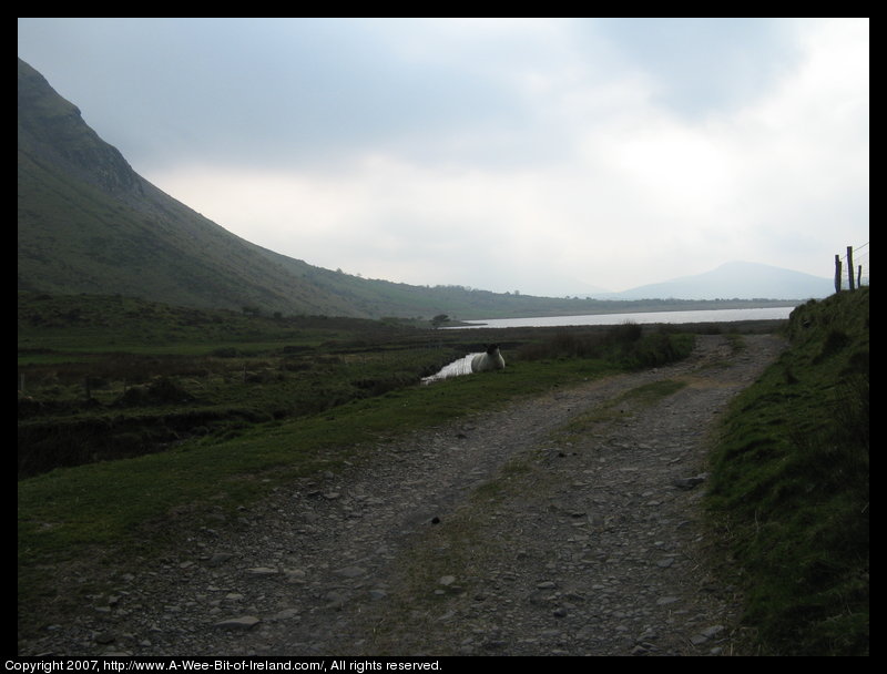Lough Anscaul is in the background with a gravel road and a sheep in the foreground.