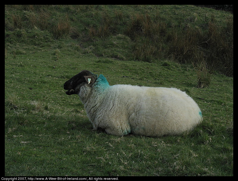 A black face sheep with short fine wool lying in the grass near Lough Anscaul