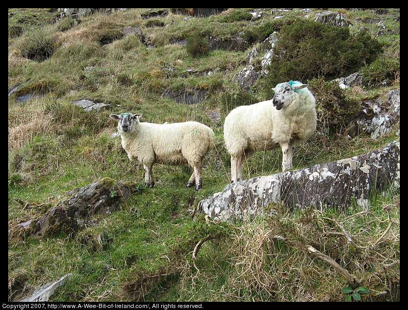 White faced sheep standing on rocky slope near Lough Anscaul.