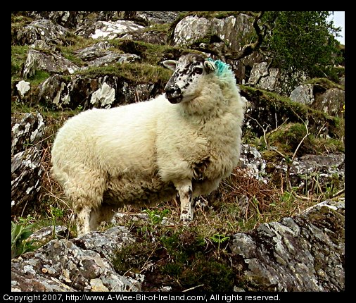 Sheep at Lough Anscaul