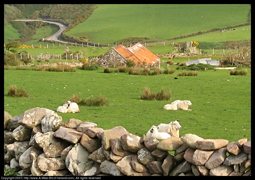 Close up view of sheep and stone wall